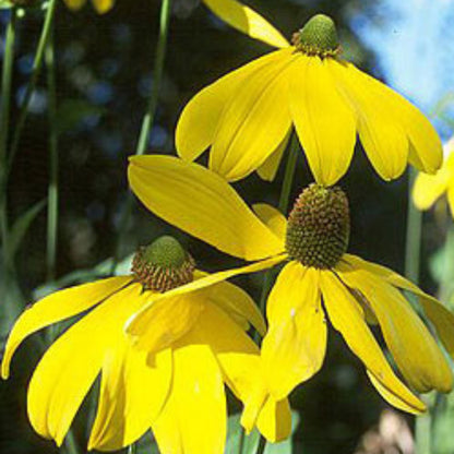 Rudbeckie 'Autumn Sun'