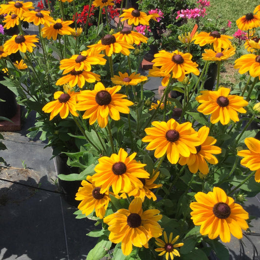 Black-eyed Susan 'Dakota Gold'