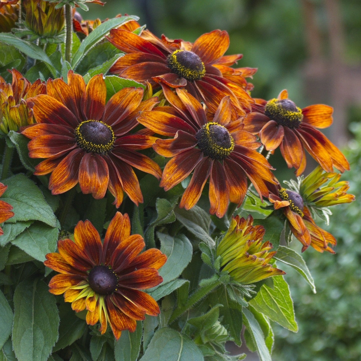 Rudbeckia hirta Sunbeckia® 'Sarah' – Sunbeckia 'Sarah' Black-Eyed Susan