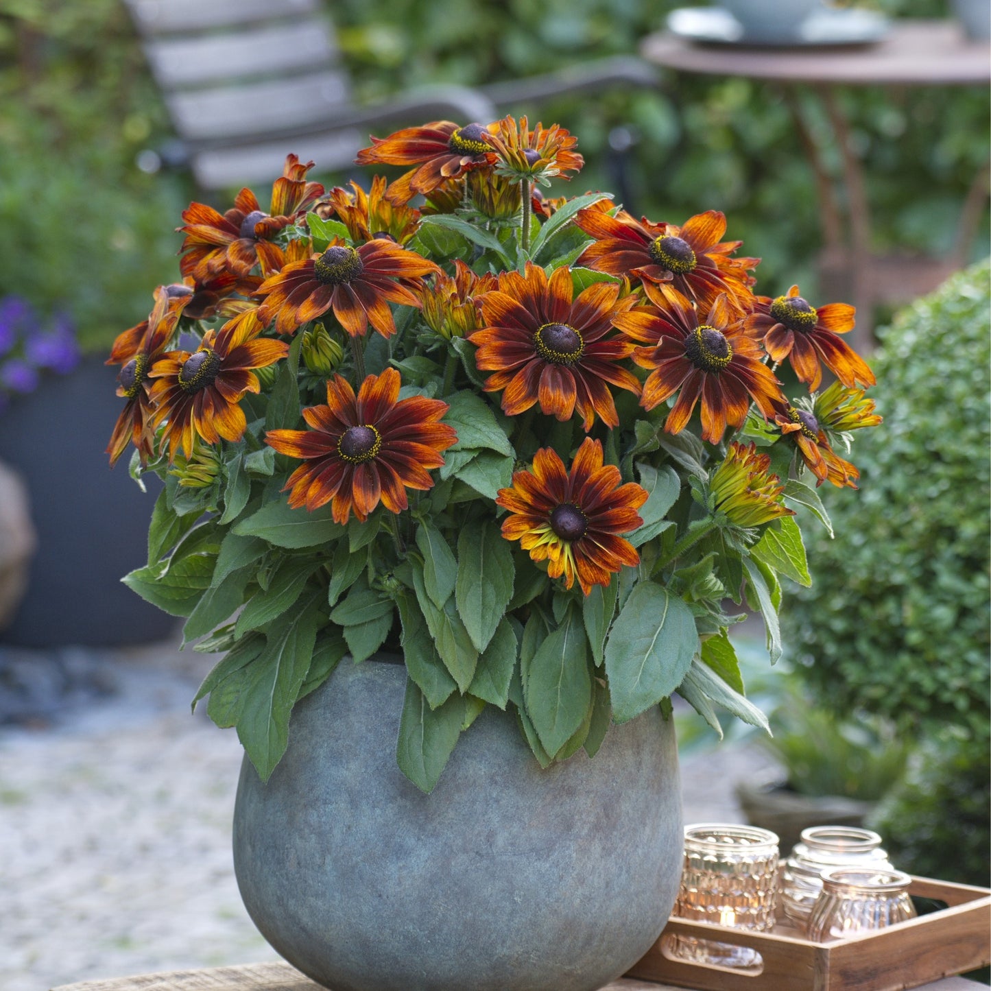 Rudbeckia hirta Sunbeckia® 'Sarah' – Sunbeckia 'Sarah' Black-Eyed Susan