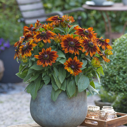 Rudbeckia hirta Sunbeckia® 'Sarah' – Sunbeckia 'Sarah' Black-Eyed Susan