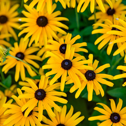 Rudbeckia hybrida 'Treasure Trove' – 'Treasure Trove' Coneflower