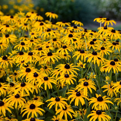 Rudbeckia hybrida 'Treasure Trove' – 'Treasure Trove' Coneflower