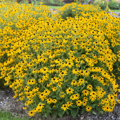 Rudbeckia hybrida 'Treasure Trove' – 'Treasure Trove' Coneflower