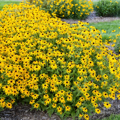 Rudbeckia hybrida 'Treasure Trove' – 'Treasure Trove' Coneflower