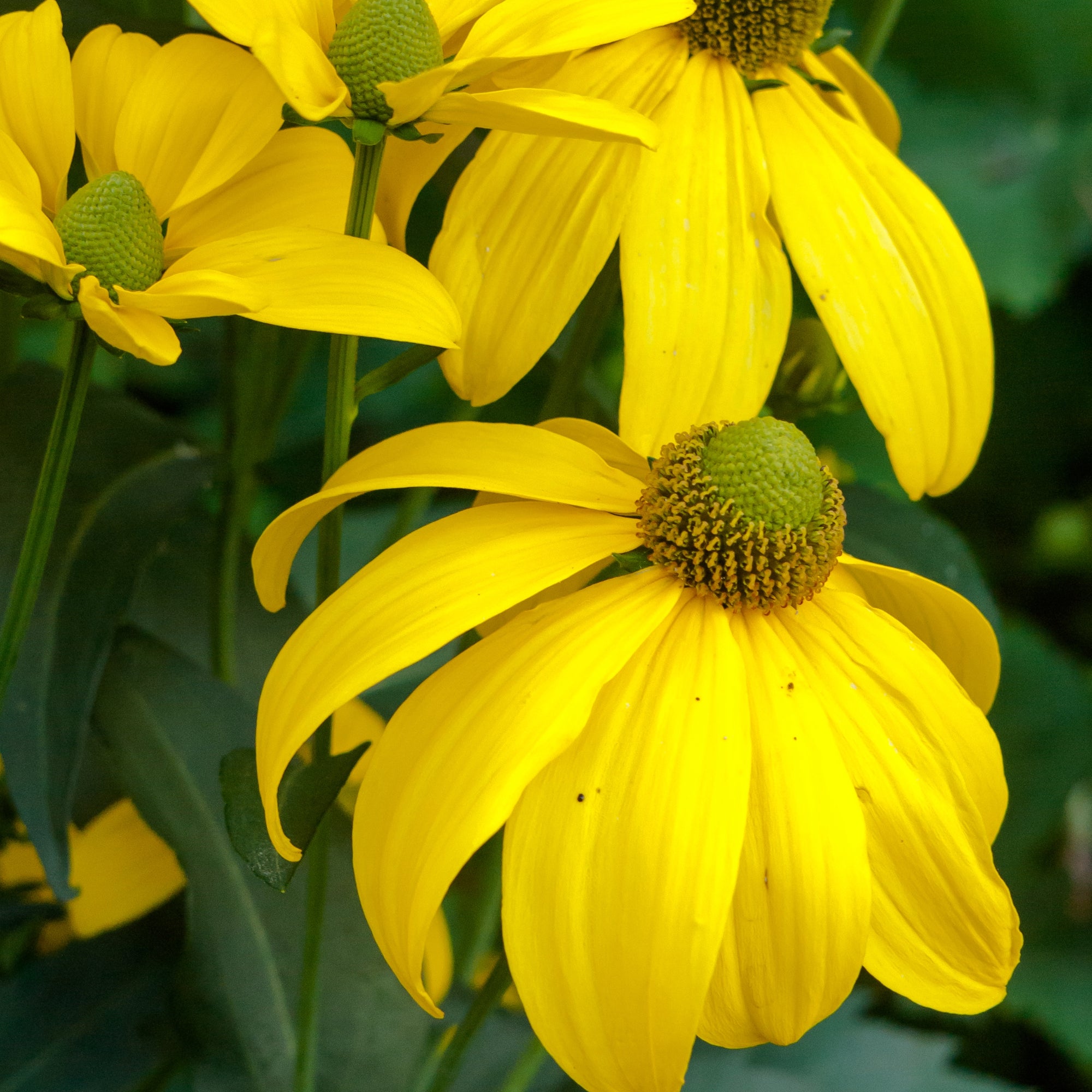 Fall Rudbeckia Rudbeckie 'Autumn Sun' – Jardineries Botanix