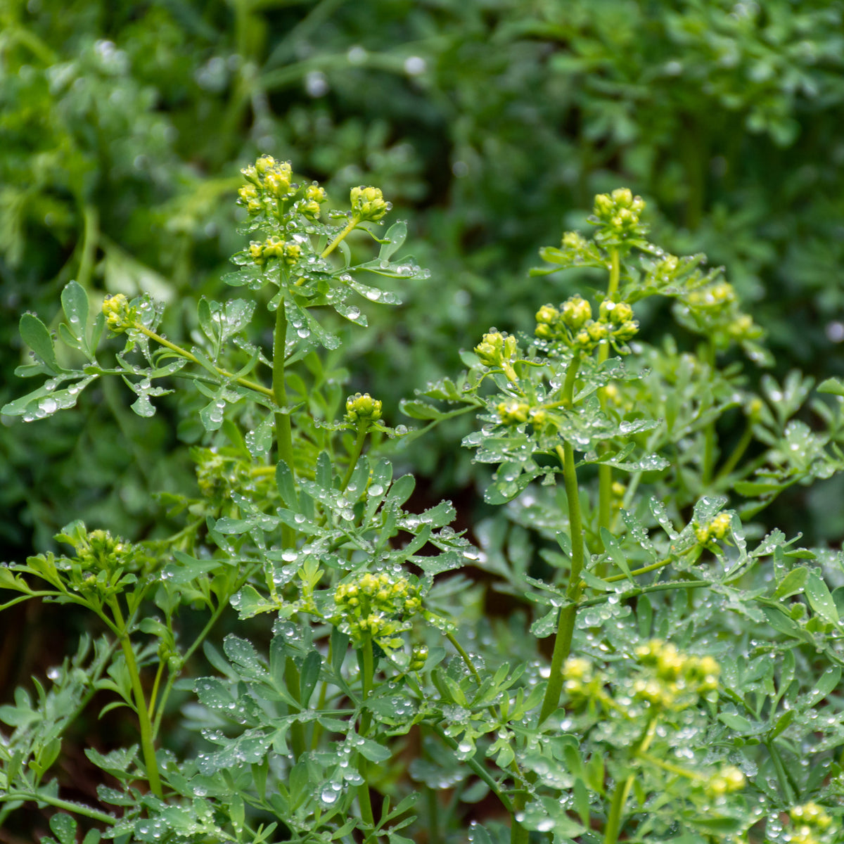 Rue Officinale (Ruta graveolens) : Le Répulsif Naturel au Feuillage ...