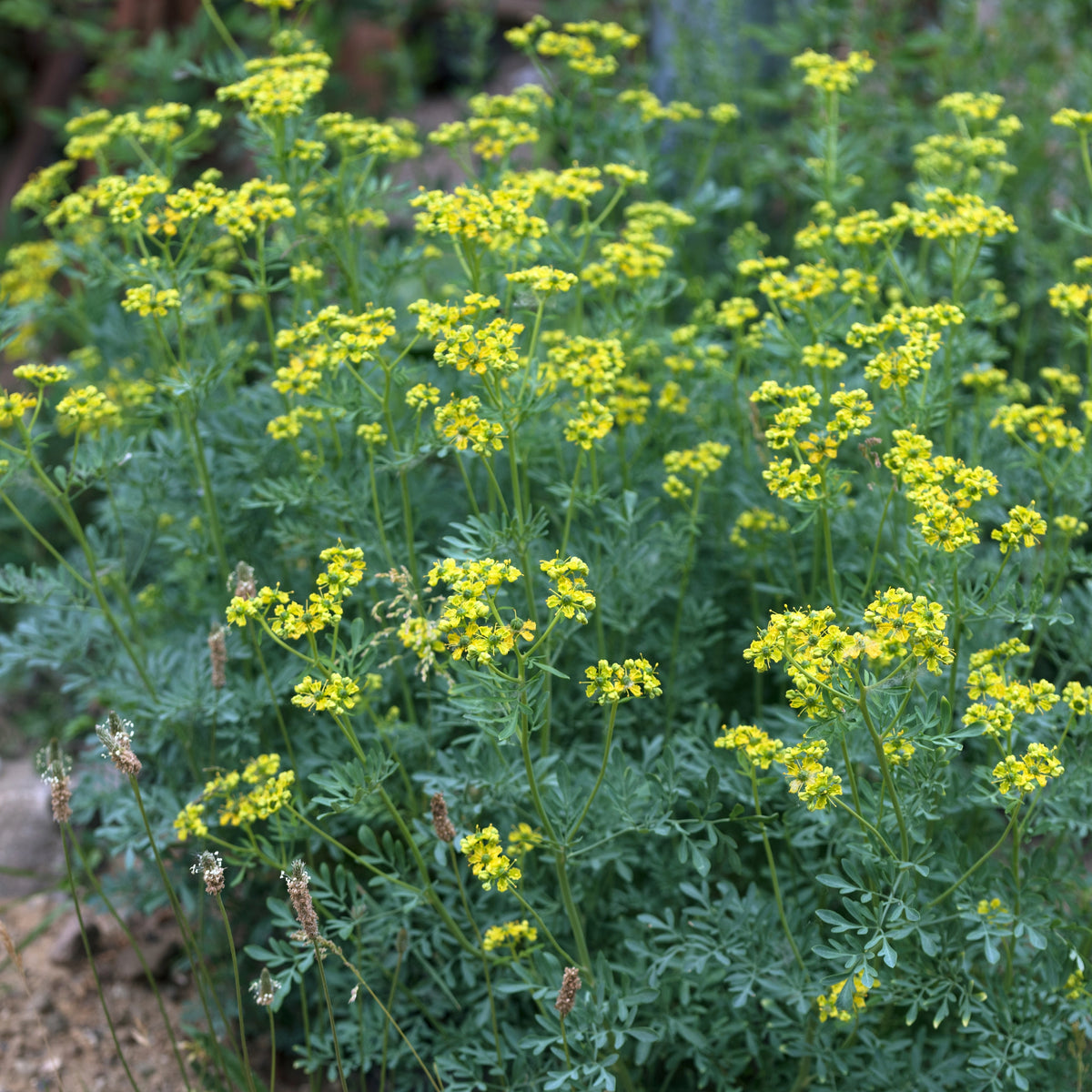 Rue Officinale (Ruta graveolens) : Le Répulsif Naturel au Feuillage ...