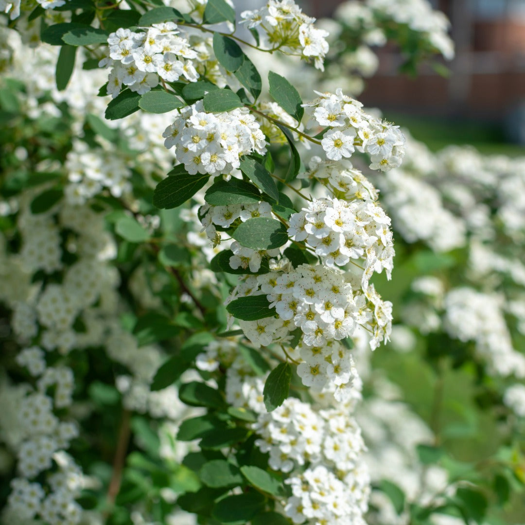 Spiraea nipponica 'Snowmound' - Spirée 'Snowmound'