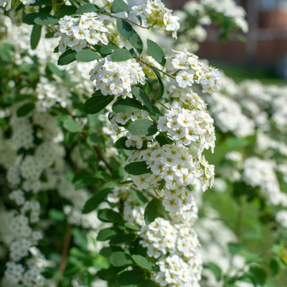 Spiraea nipponica 'Snowmound' - Spirée 'Snowmound'