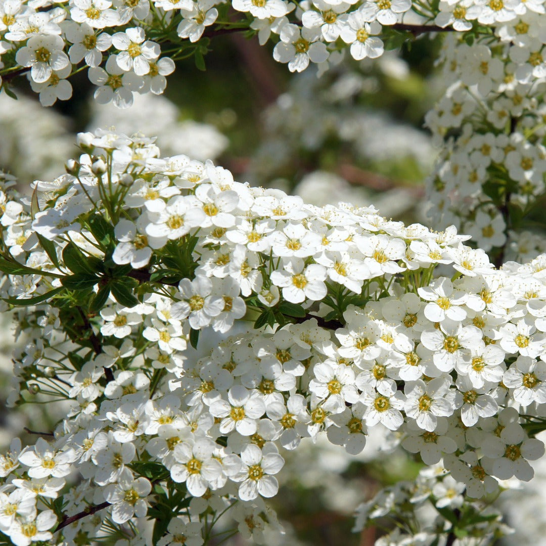 Spiraea nipponica 'Snowmound' - Spirée 'Snowmound'