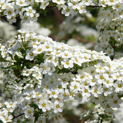 Spiraea nipponica 'Snowmound' - Spirée 'Snowmound'