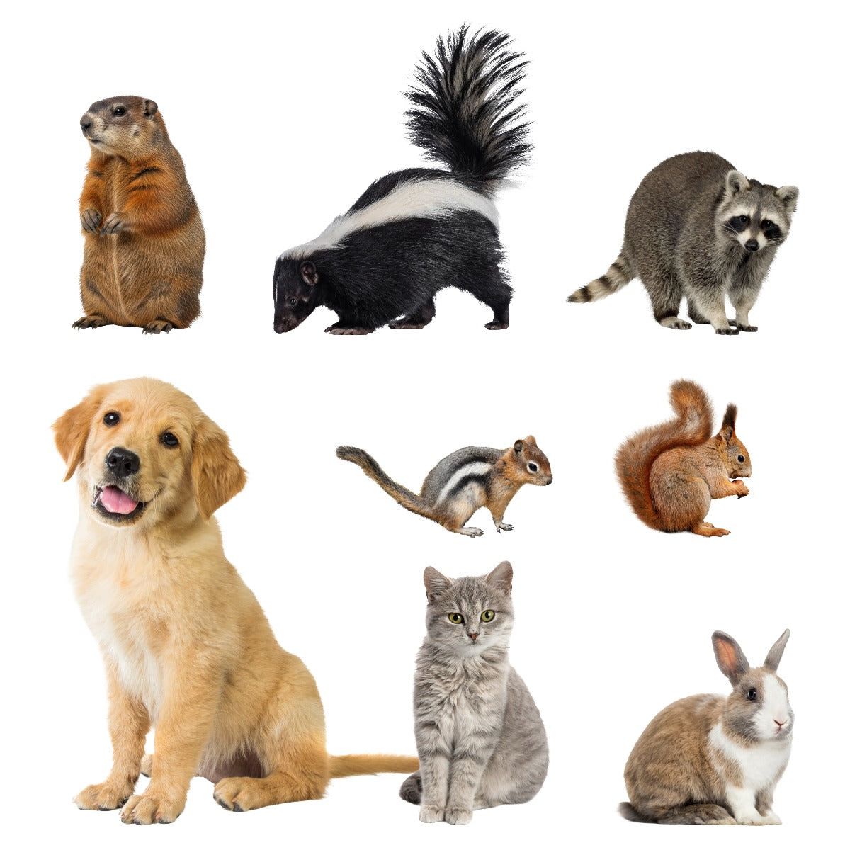 Critter Ridder Animal Repellent (Granules and Spray)