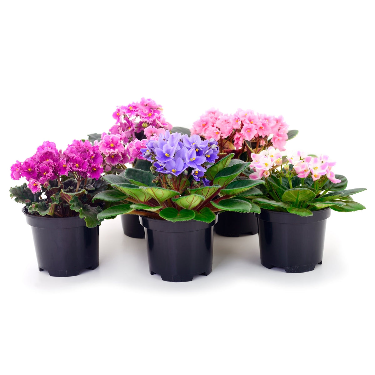 African Violet Collection - Variety of Colours | Botanix – Jardineries ...