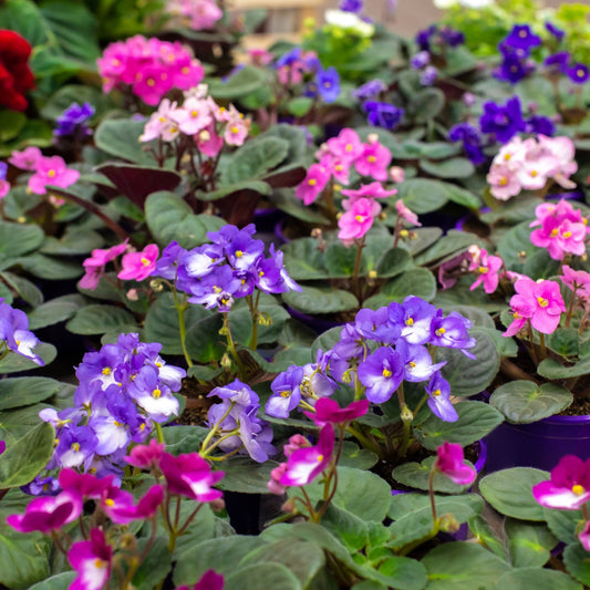 African Violet