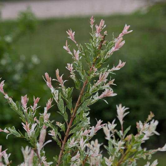 Saule maculé 'Flamingo'