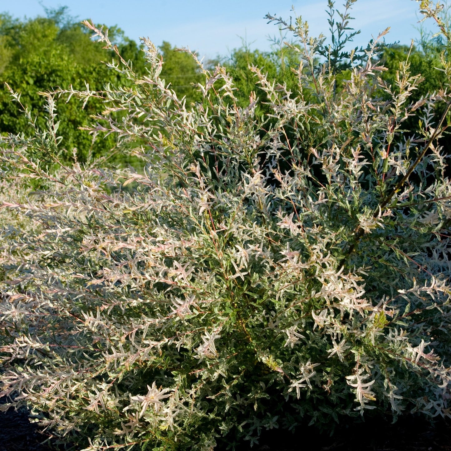 Hakuro Nishiki' Willow