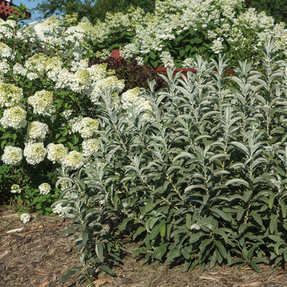 ICEBERG ALLEY® Sageleaf Willow