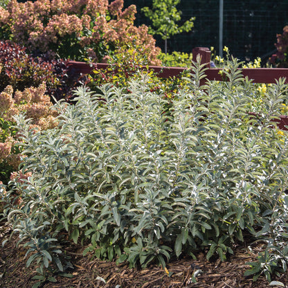 ICEBERG ALLEY® Sageleaf Willow