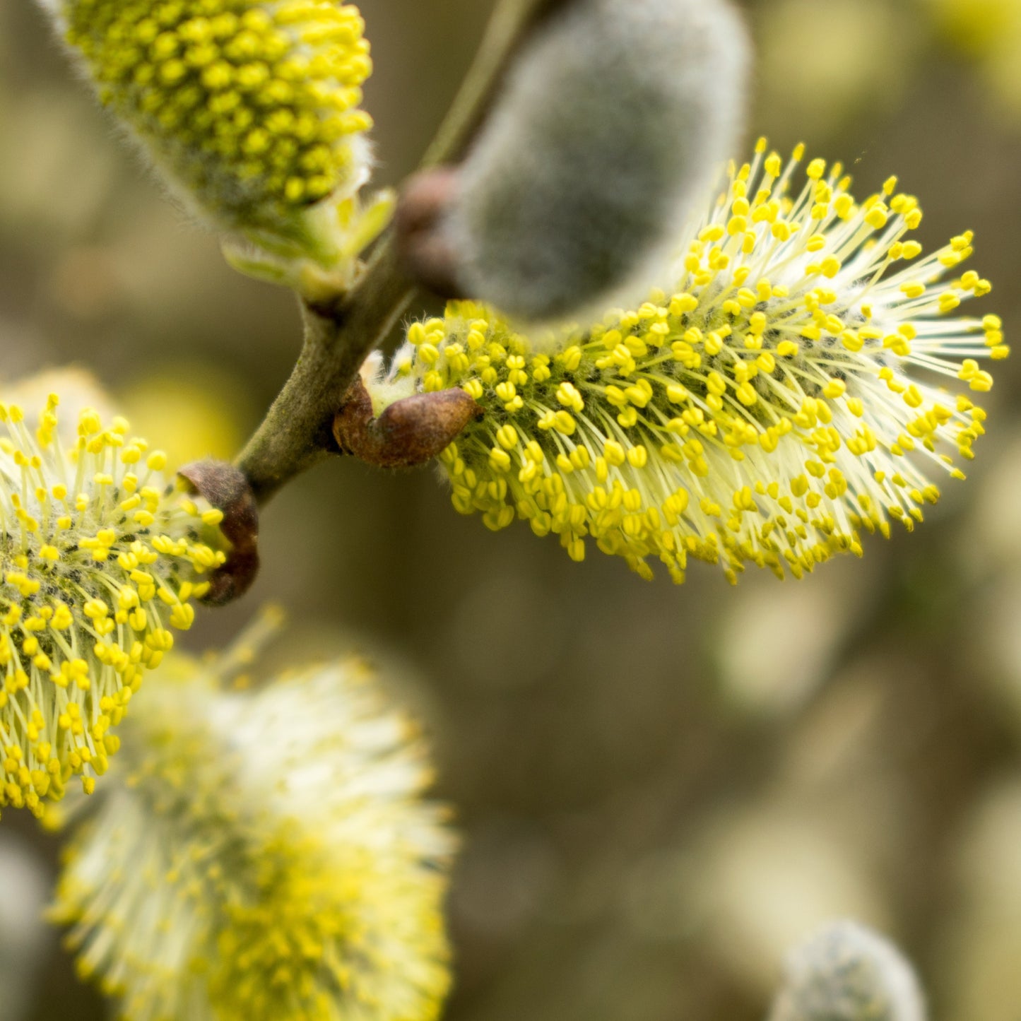 Salix caprea 'Pendula' – Saule pleureur sur tige