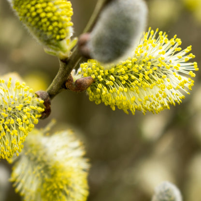 Salix caprea 'Pendula' – Saule pleureur sur tige
