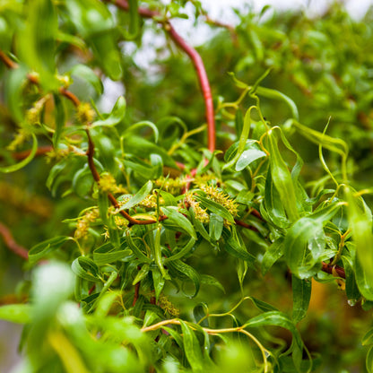 Salix caprea 'Pendula' – Saule pleureur sur tige