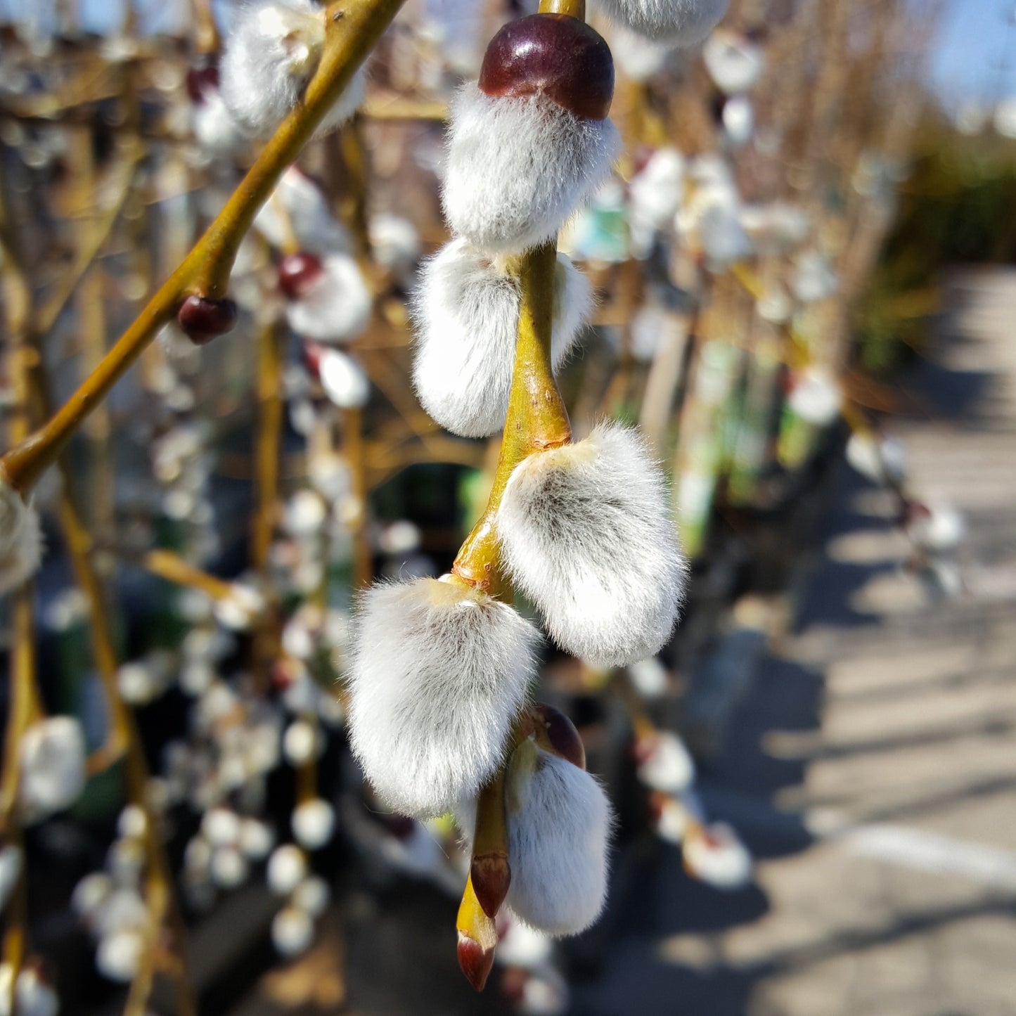 Salix caprea 'Pendula' – Saule pleureur sur tige