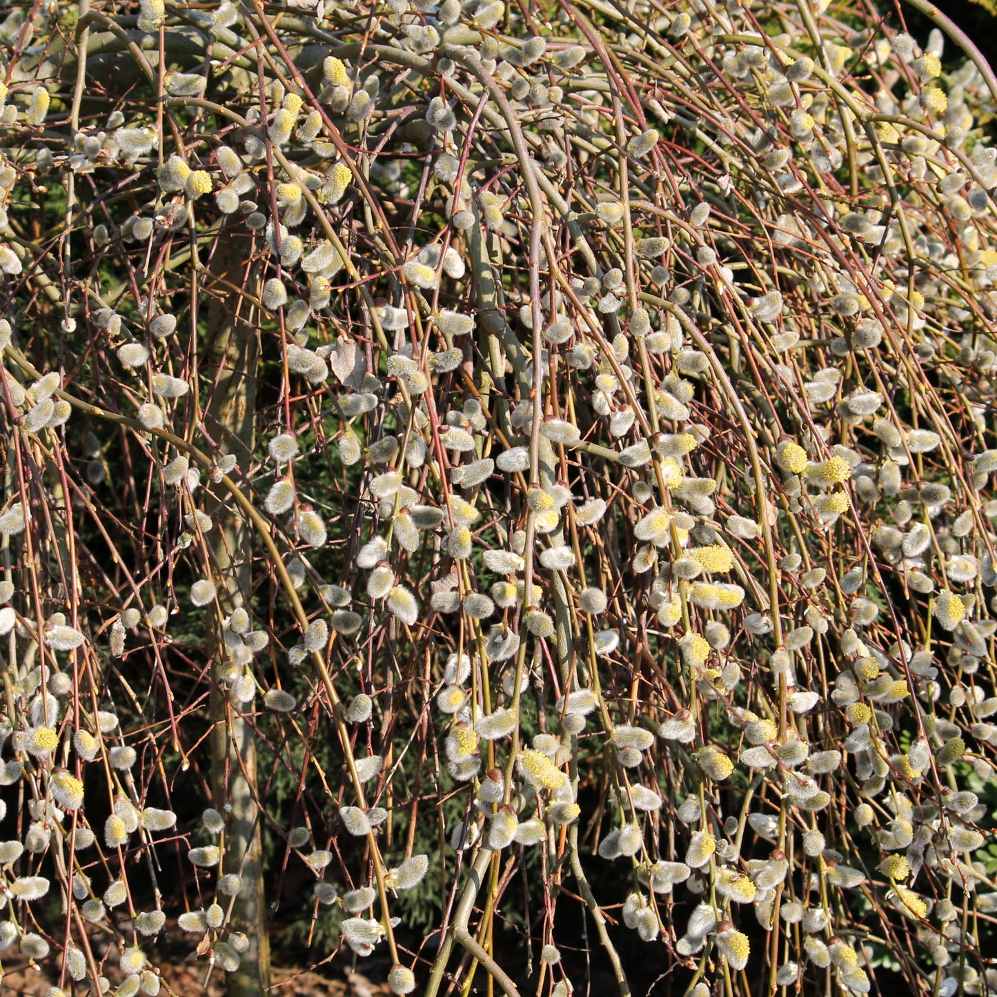 Salix caprea 'Pendula' – Saule pleureur sur tige