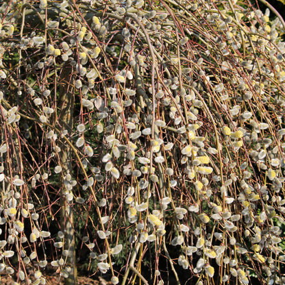 Salix caprea 'Pendula' – Saule pleureur sur tige