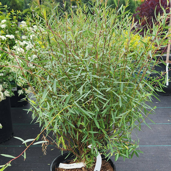 Haie Facile et Couleur Hivernale | Saule 'Gracilis' | Salix purpurea ...
