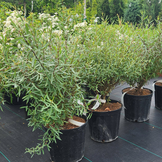 Haie Facile et Couleur Hivernale | Saule 'Gracilis' | Salix purpurea ...