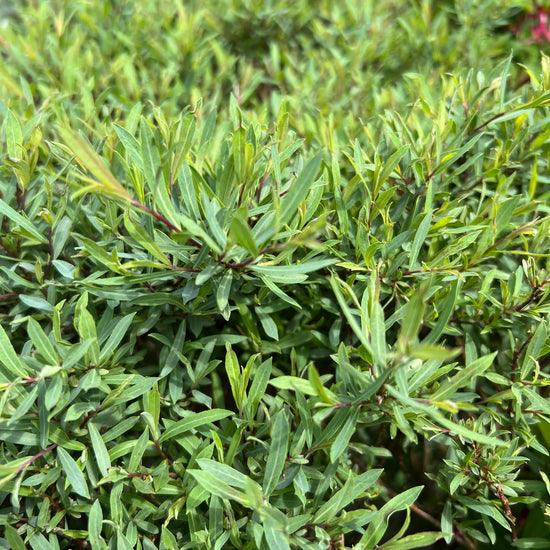 Pure Botanix Haie Facile et Couleur Hivernale | Saule 'Gracilis' | Salix purpurea ...