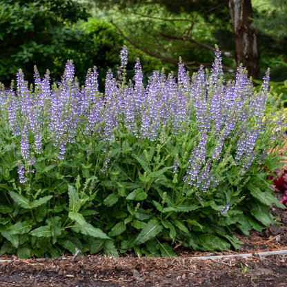 Sauge 'Azure Snow'