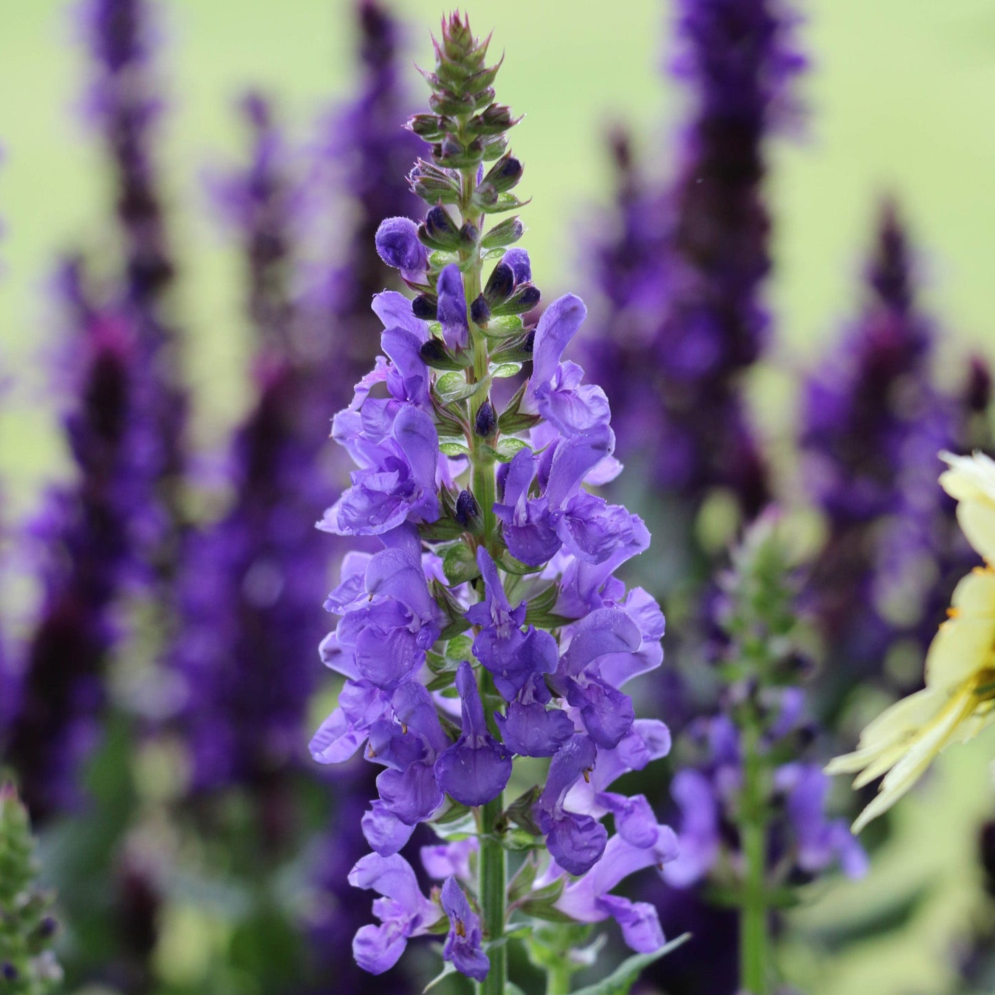 Sauge des bois 'Blue Marvel'