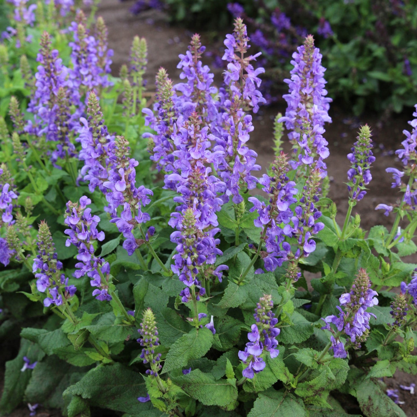 Sauge des bois 'Blue Marvel'