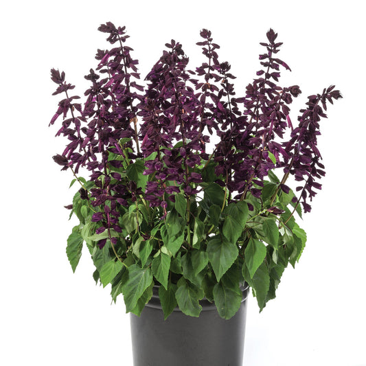 GRANDSTAND™ Purple Sage