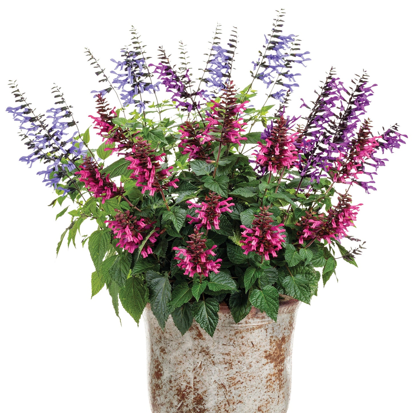 ROCKIN'® Deep Purple Sage