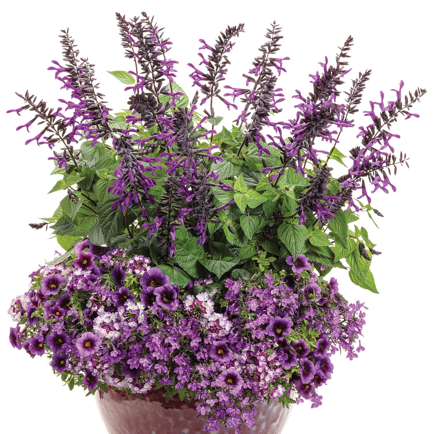 ROCKIN'® Deep Purple Sage