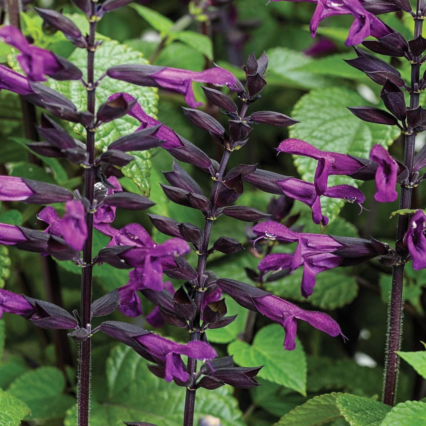 ROCKIN'® Deep Purple Sage