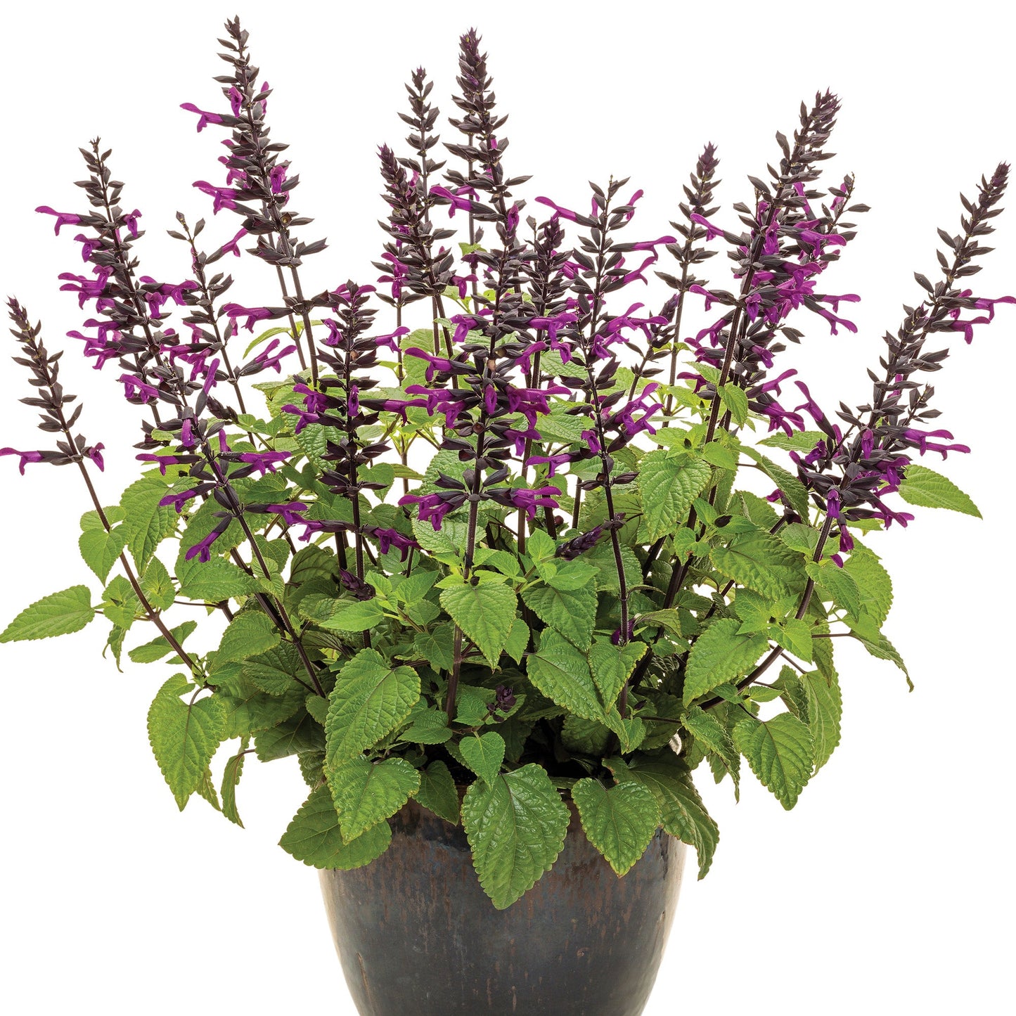 ROCKIN'® Deep Purple Sage