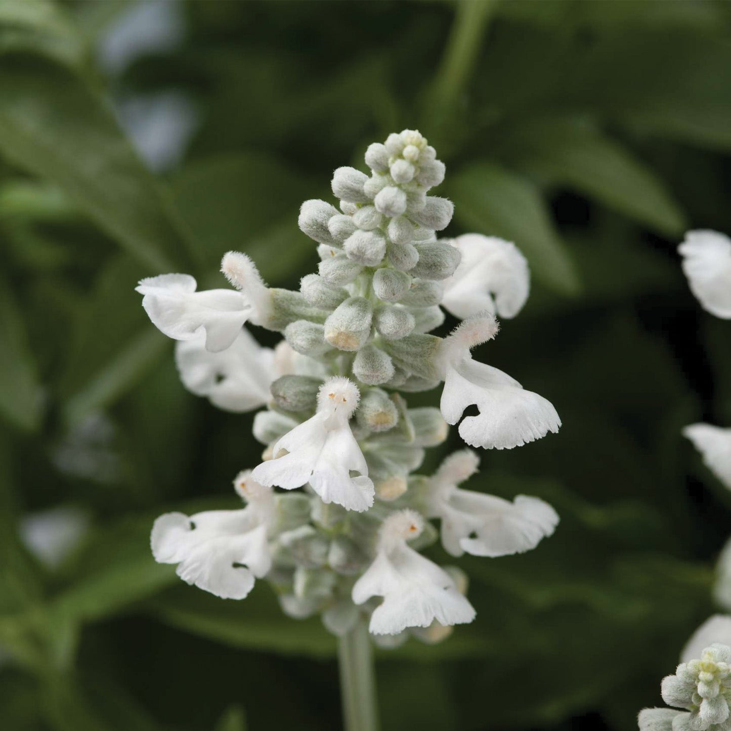 SALLYFUN™ Snowhite Sage