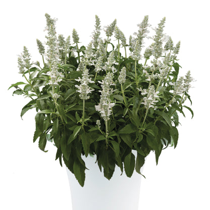 SALLYFUN™ Snowhite Sage