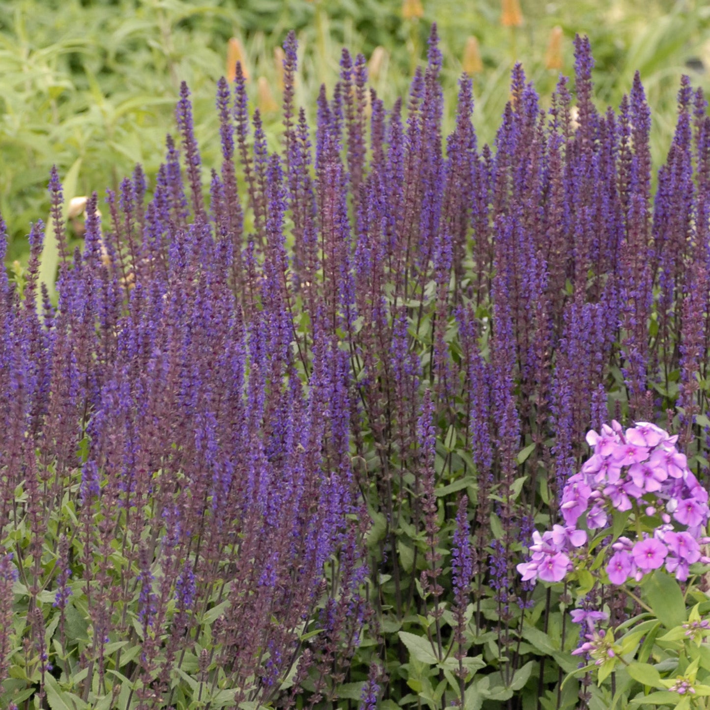 Caradonna' Perennial Salvia