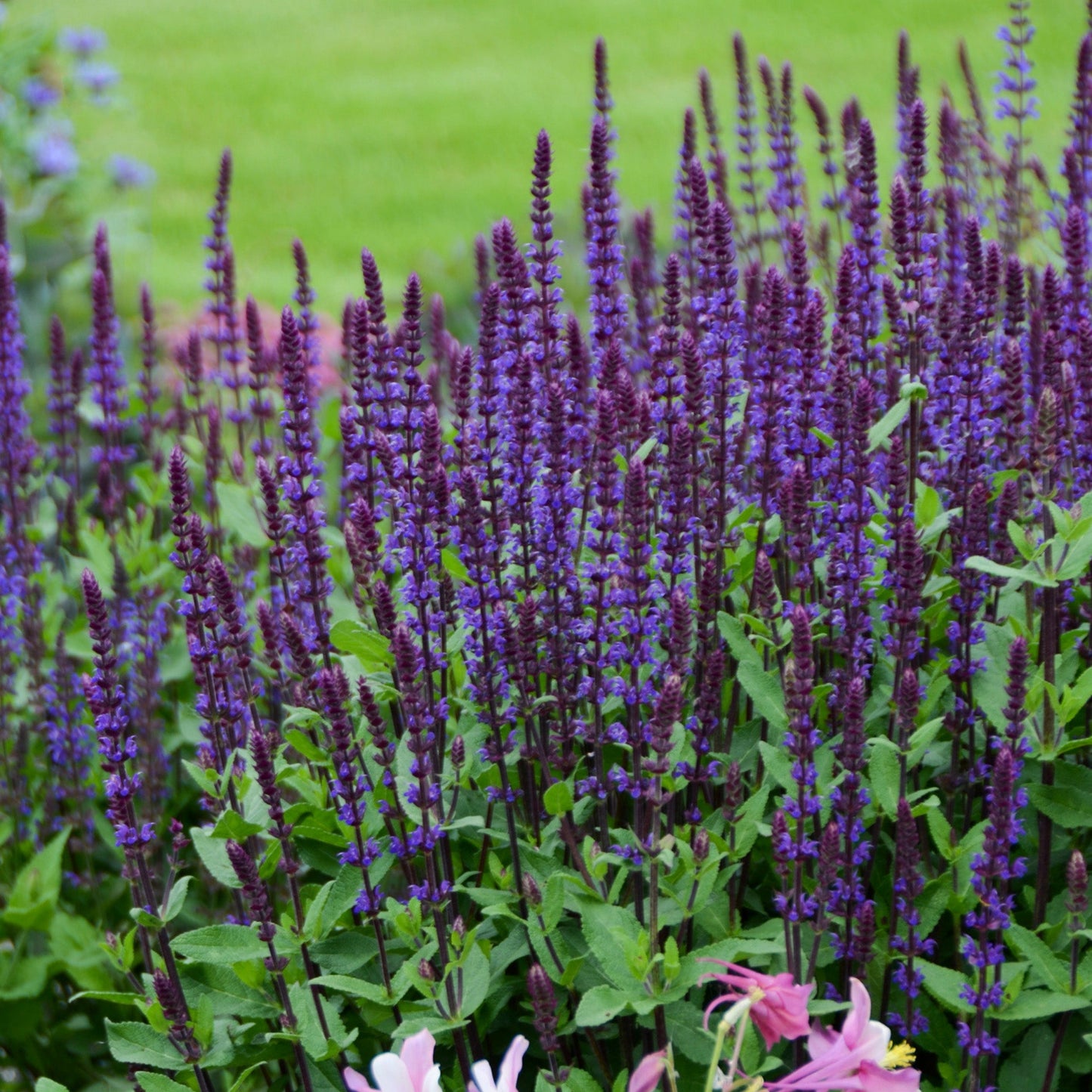 Caradonna' Perennial Salvia