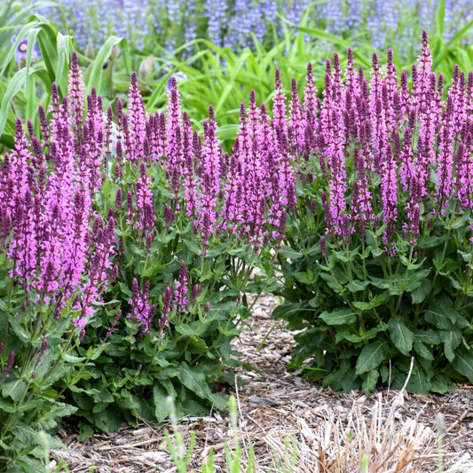 Pink Profusion' Perennial Salvia