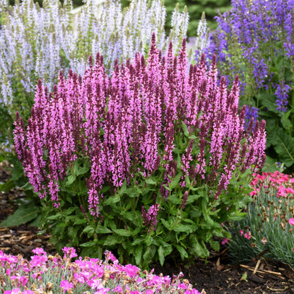 Pink Profusion' Perennial Salvia