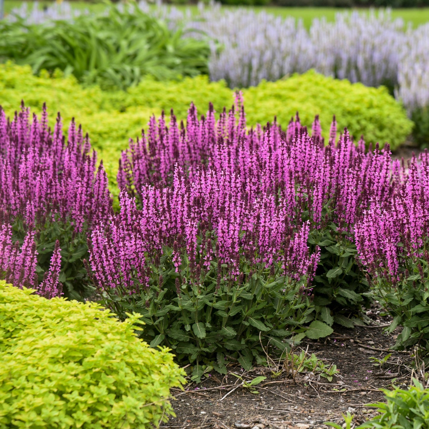 Pink Profusion' Perennial Salvia