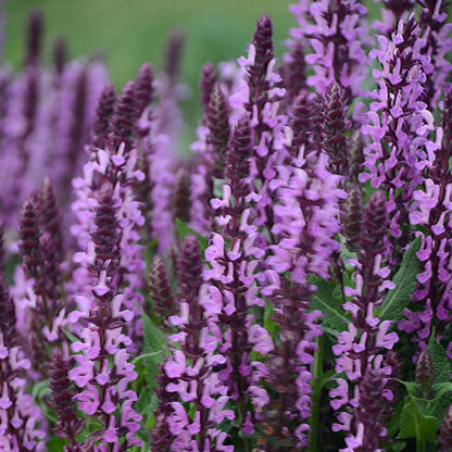 Pink Profusion' Perennial Salvia