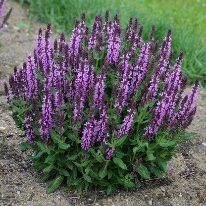 Pink Profusion' Perennial Salvia