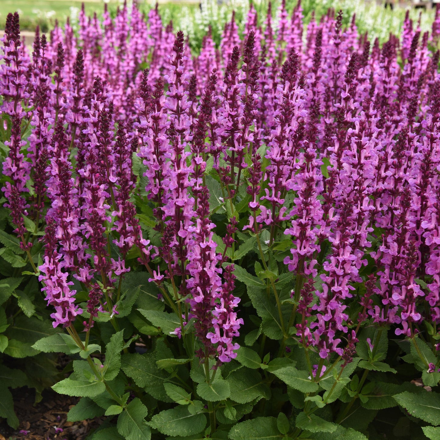 'Rose Marvel' Meadow Sage